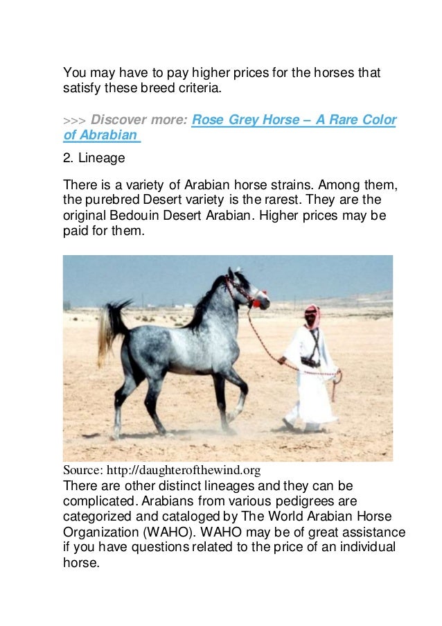 Arabian Horse Price How Much Do They Cost?