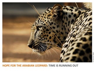 © Damien Egan HOPE FOR THE ARABIAN LEOPARD? TIME IS RUNNING OUT 