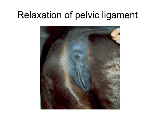 Arabian mare maternal behaviour