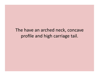 The 
have 
an 
arched 
neck, 
concave 
profile 
and 
high 
carriage 
tail. 
 