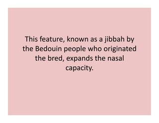 This 
feature, 
known 
as 
a 
jibbah 
by 
the 
Bedouin 
people 
who 
originated 
the 
bred, 
expands 
the 
nasal 
capacity. 
 