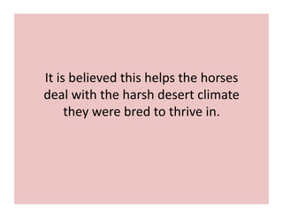 It 
is 
believed 
this 
helps 
the 
horses 
deal 
with 
the 
harsh 
desert 
climate 
they 
were 
bred 
to 
thrive 
in. 
 