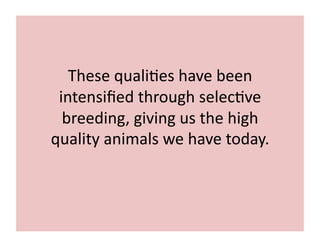 These 
quali;es 
have 
been 
intensified 
through 
selec;ve 
breeding, 
giving 
us 
the 
high 
quality 
animals 
we 
have 
today. 
 