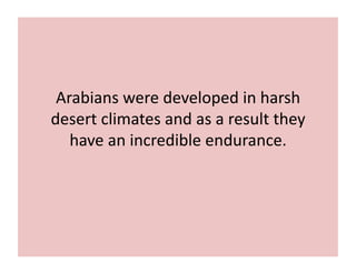 Arabians 
were 
developed 
in 
harsh 
desert 
climates 
and 
as 
a 
result 
they 
have 
an 
incredible 
endurance. 
 