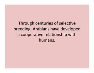 Through 
centuries 
of 
selec;ve 
breeding, 
Arabians 
have 
developed 
a 
coopera;ve 
rela;onship 
with 
humans. 
 
