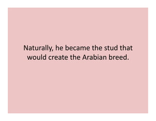 Naturally, 
he 
became 
the 
stud 
that 
would 
create 
the 
Arabian 
breed. 
 