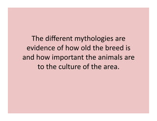 The 
different 
mythologies 
are 
evidence 
of 
how 
old 
the 
breed 
is 
and 
how 
important 
the 
animals 
are 
to 
the 
culture 
of 
the 
area. 
 