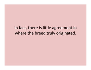 In 
fact, 
there 
is 
li[le 
agreement 
in 
where 
the 
breed 
truly 
originated. 
 