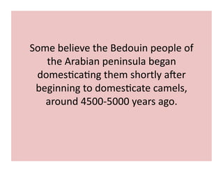 Some 
believe 
the 
Bedouin 
people 
of 
the 
Arabian 
peninsula 
began 
domes;ca;ng 
them 
shortly 
aGer 
beginning 
to 
domes;cate 
camels, 
around 
4500-­‐5000 
years 
ago. 
 
