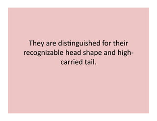 They 
are 
dis;nguished 
for 
their 
recognizable 
head 
shape 
and 
high-­‐ 
carried 
tail. 
 