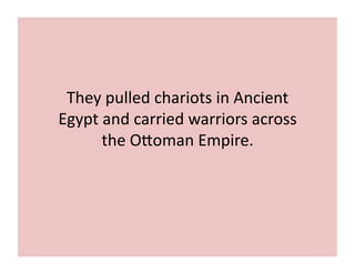 They 
pulled 
chariots 
in 
Ancient 
Egypt 
and 
carried 
warriors 
across 
the 
O[oman 
Empire. 
 