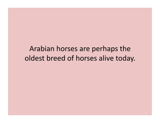 Arabian 
horses 
are 
perhaps 
the 
oldest 
breed 
of 
horses 
alive 
today. 
 