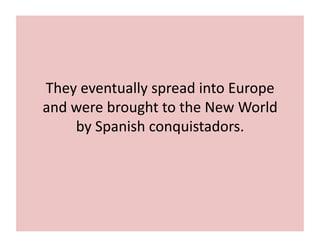 They 
eventually 
spread 
into 
Europe 
and 
were 
brought 
to 
the 
New 
World 
by 
Spanish 
conquistadors. 
 