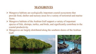  Mangrove habitats are ecologically important coastal ecosystems that
provide food, shelter and nursery areas for a variety of terrestrial and marine
fauna.
 Mangrove habitats of the Arabian Gulf support a variety of important
species of fish, shrimps, turtles, and birds, and significantly contribute to the
coastal productivity.
 Mangroves are largely distributed along the southern shores of the Arabian
Gulf.
MANGROVES
 