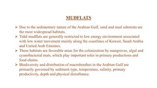  Due to the sedimentary nature of the Arabian Gulf, sand and mud substrata are
the most widespread habitats.
 Tidal mudflats are generally restricted to low energy environment associated
with low water movement mainly along the coastlines of Kuwait, Saudi Arabia
and United Arab Emirates.
 These habitats are favorable areas for the colonization by mangroves, algal and
cyanobacterial mats, which play important roles in primary productions and
food chains.
 Biodiversity and distribution of macrobenthos in the Arabian Gulf are
primarily governed by sediment type, temperature, salinity, primary
productivity, depth and physical disturbance.
MUDFLATS
 