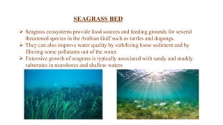 SEAGRASS BED
 Seagrass ecosystems provide food sources and feeding grounds for several
threatened species in the Arabian Gulf such as turtles and dugongs.
 They can also improve water quality by stabilizing loose sediment and by
filtering some pollutants out of the water.
 Extensive growth of seagrass is typically associated with sandy and muddy
substrates in nearshores and shallow waters
 