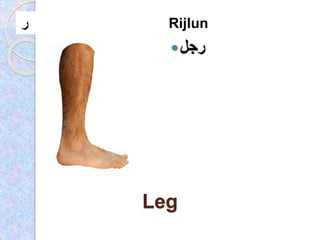 Arabic alphabet p1 | PPSX
