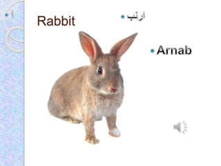 Arabic alphabet p1 | PPSX