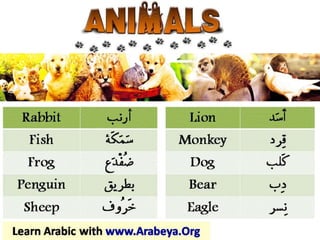 Arabic Words
