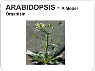 ARABIDOPSIS - A Model
Organism
 