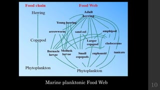 Marine planktonic Food Web
10
 