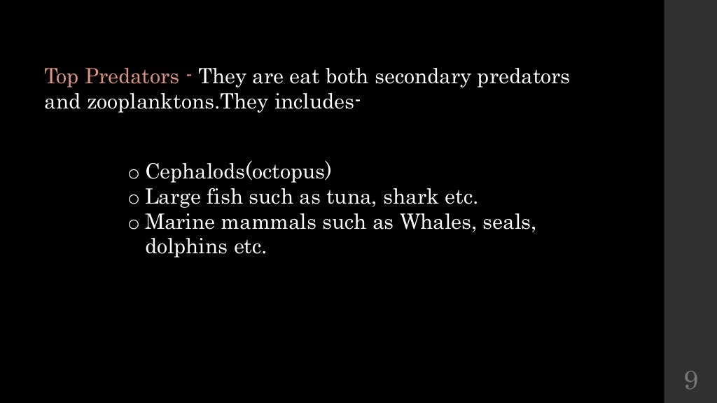 marine food web