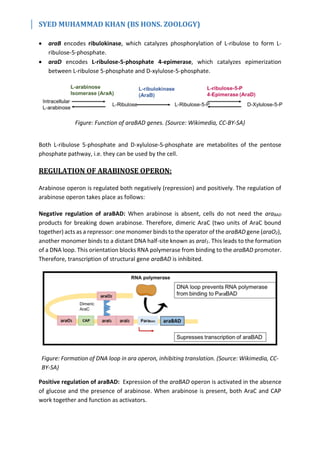 Arabinose Operon | PDF