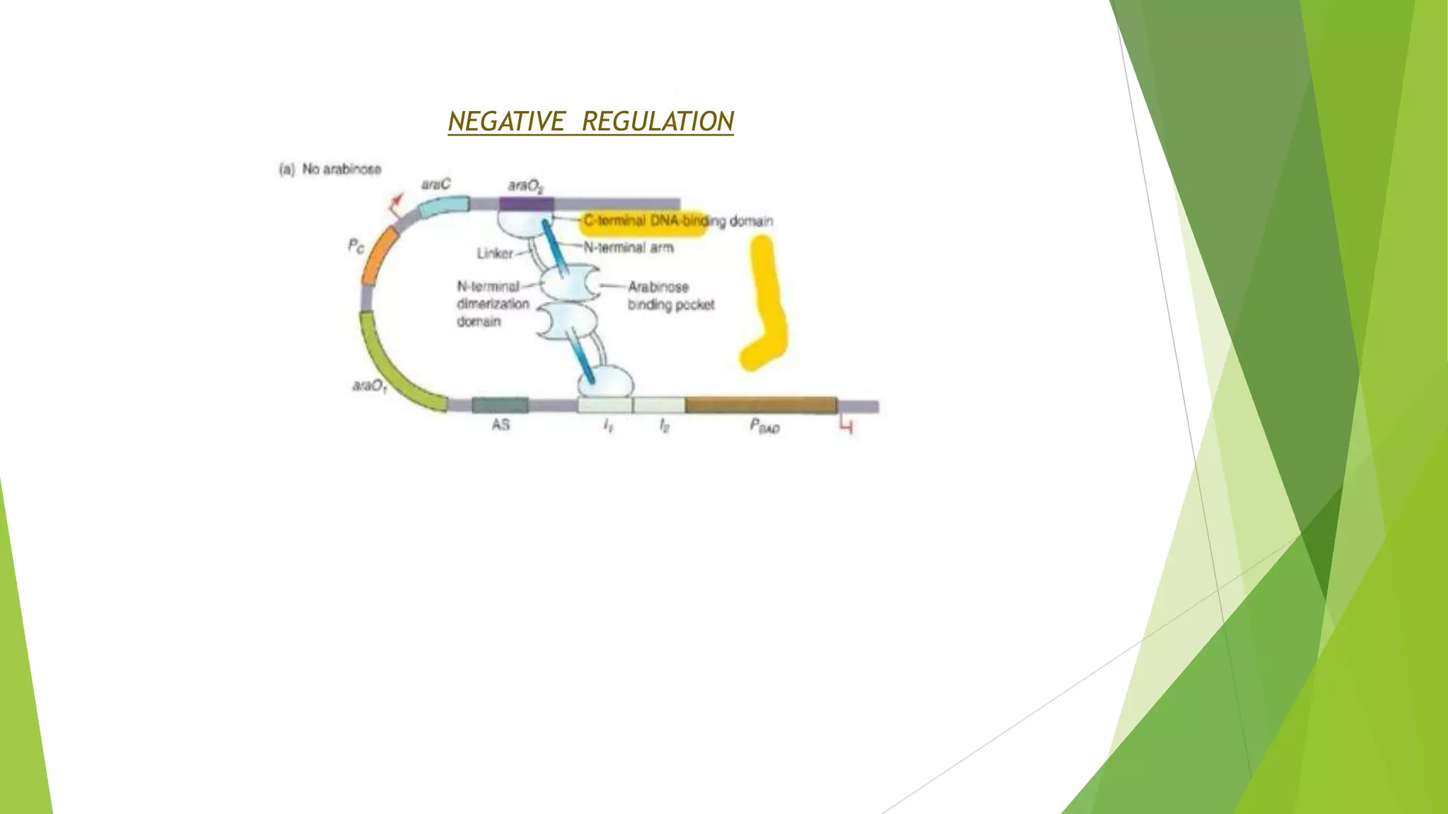 arabinose operon.pptx