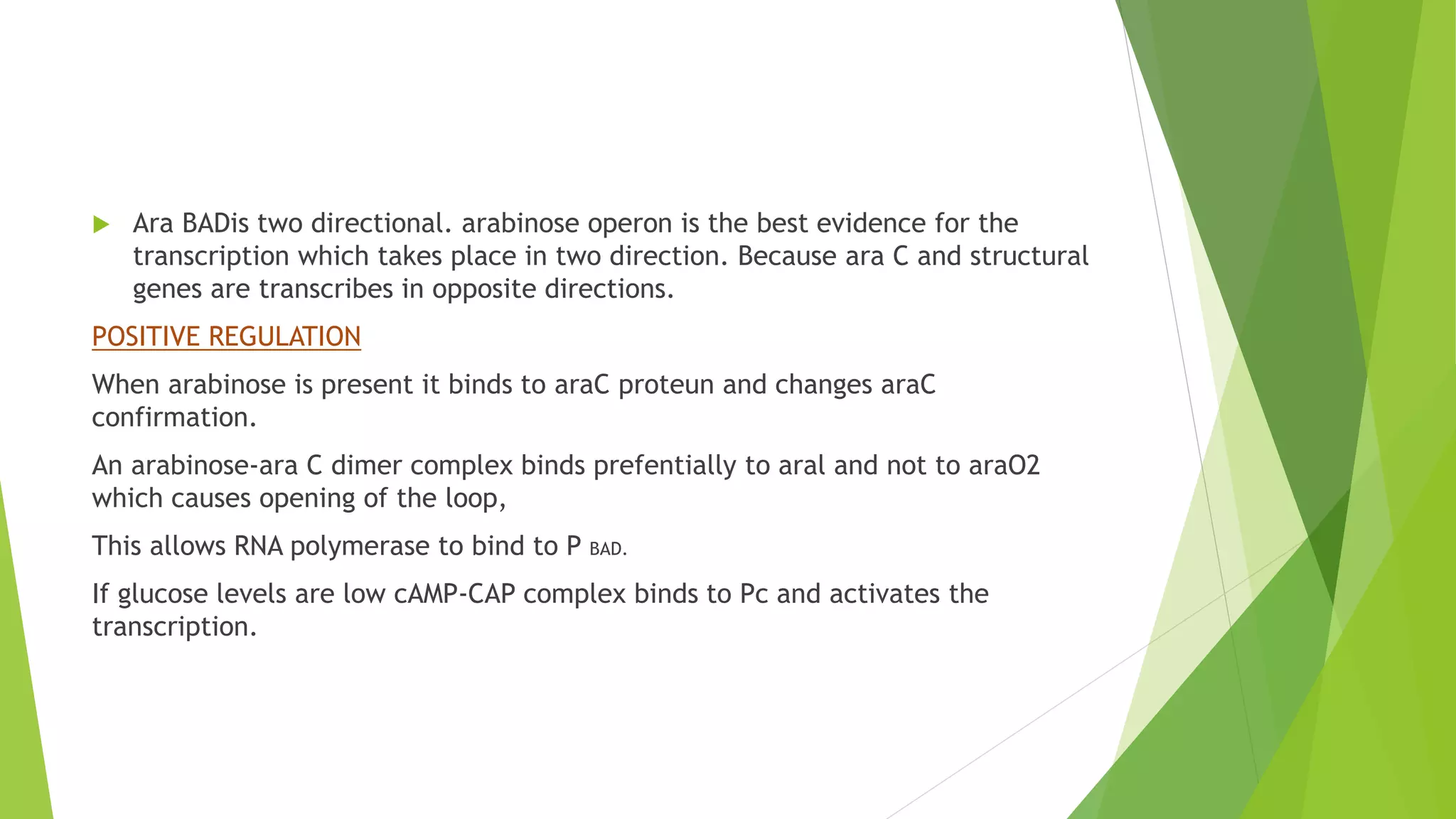 arabinose operon.pptx