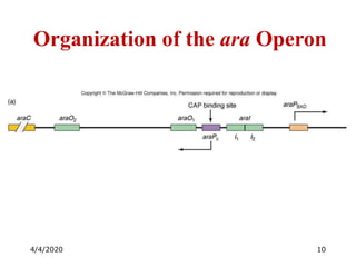 Arabinose Operon.pdf od molecular biology lac opron | PDF