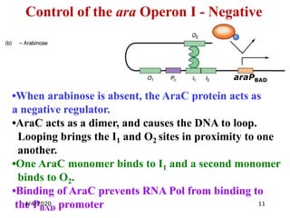 Arabinose Operon.pdf od molecular biology lac opron | PDF