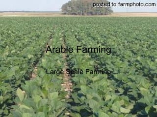 Arable Farming Large Scale Farming 