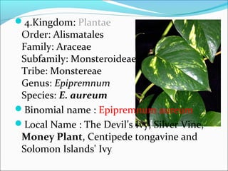 Araceae | PPT
