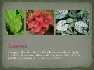 Araceae Family | PPTX