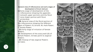 General view of inflorescence and early stages of
development of Arum italicum
(A) Early stage of development of the
inflorescence showing the appendix
(smooth upper portion) and the floral
zone (lower portion with floral
primordia).
(B) General view of the floral portion of
the inflorescence showing the different
types of flowers: B, bristle; M, male flower;
F, female flower;
. (C) Early stage of initiation of female
flowers.
(D) Development of the ovary wall (O) of
female flowers. Arrows point to atypical
flowers.
. (E) Closeup of two atypical flowers
(arrows).
 