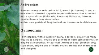 Androecium:
Stamens many or reduced to 4-10, even 1 (Arisaema) in two or
one whorls; situated opposite to perianth lobes; free or united
into a synandrium (Colocasia, Alocasia) dithecous, introrse,
female flowers bear staminodes.
anthers are poricidal, longitudinal, or transverse in dehiscence
Gynoecium:
- Syncarpous, with a superior ovary, 3 carpels, usually as many
locules as carpels, ovules one or more in each cell; placentation
may be axile (Pothos) or parietal (Arum) or basal (Typhonium);
style short, stigma one or more; ovules are usually anatropous
and bitegmic
.
 