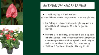• small, upright herbaceous
Adventitious roots may occur in some plants.
• Its foliage is heart-shaped, glossy with a
smooth leaf margin. The dark green
leaves
• flowers are axillary, produced on a spadix
inflorescence. The inflorescence comprises
a cream-yellow tail-like spadix and bright
red spathe that is wide, flat, and waxy.
• Yellow / Golden ;Simple ;Fleshy Fruit
ANTHURIUM ANDRAEANUM
 