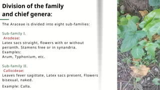 The Araceae is divided into eight sub-families:
Sub-family I.
Arodeae:
Latex sacs straight, flowers with or without
perianth. Stamens free or in synandria.
Examples:
Arum, Typhonium, etc.
Sub-family II.
Calloideae:
Leaves fever sagittate, Latex sacs present, Flowers
bisexual, naked.
Example: Calla.
Division of the family
and chief genera:
Typhonium
 