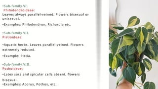•Sub-family VI.
Philodendroideae:
Leaves always parallel-veined. Flowers bisexual or
unisexual.
•Examples: Philodendron, Richardia etc.
•Sub-family VII.
Pistioideae:
•Aquatic herbs. Leaves parallel-veined. Flowers
extremely reduced.
•Example: Pistia.
•Sub-family VIII.
Pothoideae:
•Latex sacs and spicular cells absent, flowers
bisexual.
•Examples: Acorus, Pothos, etc.
 