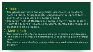 • Food:
• The plants cultivated for vegetables are Colocasia esculenta;
Alocasia indica, Amorphophallus campanulatus (elephant foot).
• Leaves of Lasia spinosa are eaten as food.
• The large fruits of Monstera are eaten in many tropical regions.
• From the tubers of Colocasia esculenta, starchy baby foods, and
alcohol are also prepared.
2. Medicinal:
• The rhizomes of the Acorus calamus are used in diarrhea and dyspepsia.
• The stem juice of Alocasia macrorrhiza is used to relieve pain in scorpion
bites.
• The corms of Amorphophallus campanulatus are used in treating piles and
dysentery.
 