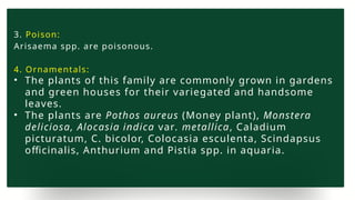 3. Poison:
Arisaema spp. are poisonous.
4. Ornamentals:
• The plants of this family are commonly grown in gardens
and green houses for their variegated and handsome
leaves.
• The plants are Pothos aureus (Money plant), Monstera
deliciosa, Alocasia indica var. metallica, Caladium
picturatum, C. bicolor, Colocasia esculenta, Scindapsus
officinalis, Anthurium and Pistia spp. in aquaria.
 