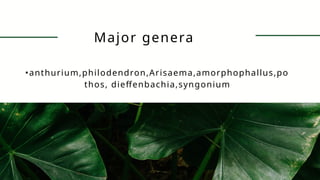 •anthurium,philodendron,Arisaema,amorphophallus,po
thos, dieffenbachia,syngonium
Major genera
 