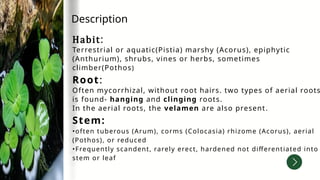 Habit:
Terrestrial or aquatic(Pistia) marshy (Acorus), epiphytic
(Anthurium), shrubs, vines or herbs, sometimes
climber(Pothos)
Root:
Often mycorrhizal, without root hairs. two types of aerial roots
is found- hanging and clinging roots.
In the aerial roots, the velamen are also present.
Stem:
•often tuberous (Arum), corms (Colocasia) rhizome (Acorus), aerial
(Pothos), or reduced
•Frequently scandent, rarely erect, hardened not differentiated into
stem or leaf
Description
 