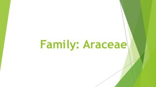 Family: Araceae
 