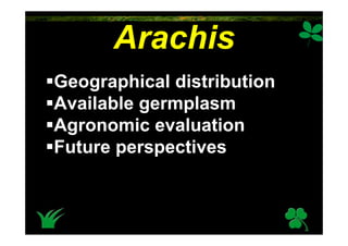 Arachis
Geographical distribution
Available germplasm
Agronomic evaluation
Future perspectives
 