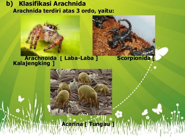 Arachnida dan latihan soal