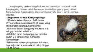 Kalajengking berkembang biak secara ovovivipar dan anak-anak 
kalajengking dibawa untuk beberapa waktu dipunggung yang betina. 
Metamorfosis Kalajengking tidak sempurna yaitu telur – larva – nimpa – 
dewasa. 
Lingkaran Hidup Kalajengking : 
1.Periode kehamilan dari 2-18 bulan 
2.Tiap betina melahirkan 25-35 anak yang 
memanjat ke punggung induknya 
3.Mereka ada di punggung induknya 1-2 
minggu setelah kelahiran 
4.Setelah turun dari punggung, mereka 
butuh 2-6 tahun untuk mencapai 
kematangan 
5.Rata-rata kalajengking hidup 3-5 tahun, 
tapi sejumlah spesies dapat hidup hingga 
10-15 tahun. 
 