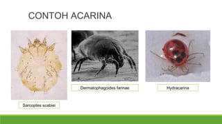 CONTOH ACARINA 
Sarcoptes scabiei 
Dermatophagoides farinae Hydracarina 
