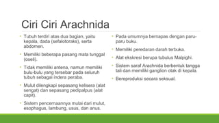 Ciri Ciri Arachnida 
• Tubuh terdiri atas dua bagian, yaitu 
kepala, dada (sefalotoraks), serta 
abdomen. 
• Memiliki beberapa pasang mata tunggal 
(oseli). 
• Tidak memiliki antena, namun memiliki 
bulu-bulu yang tersebar pada seluruh 
tubuh sebagai indera peraba. 
• Mulut dilengkapi sepasang kelisera (alat 
sengat) dan sepasang pedipalpus (alat 
capit). 
• Sistem pencernaannya mulai dari mulut, 
esophagus, lambung, usus, dan anus. 
• Pada umumnya bernapas dengan paru-paru 
buku. 
• Memiliki peredaran darah terbuka. 
• Alat ekskresi berupa tubulus Malpighi. 
• Sistem saraf Arachnida berbentuk tangga 
tali dan memiliki ganglion otak di kepala. 
• Bereproduksi secara seksual. 
 