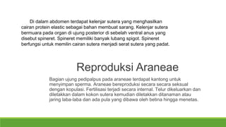 Di dalam abdomen terdapat kelenjar sutera yang menghasilkan 
cairan protein elastic sebagai bahan membuat sarang. Kelenjar sutera 
bermuara pada organ di ujung posterior di sebelah ventral anus yang 
disebut spineret. Spineret memiliki banyak lubang spigot. Spineret 
berfungsi untuk memilin cairan sutera menjadi serat sutera yang padat. 
Reproduksi Araneae 
Bagian ujung pedipalpus pada araneae terdapat kantong untuk 
menyimpan sperma. Araneae bereproduksi secara secara seksual 
dengan kopulasi. Fertilisasi terjadi secara internal. Telur dikeluarkan dan 
diletakkan dalam kokon sutera kemudian diletakkan ditanaman atau 
jaring laba-laba dan ada pula yang dibawa oleh betina hingga menetas. 
 